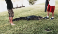 Gator (2)